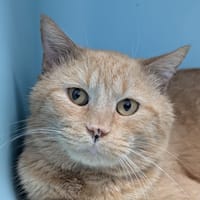 BESTOF, chat à adopter