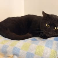 SANSON, chat à adopter