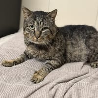 Magnum CAB4981, chat à adopter