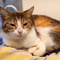 DUNE, chatte à adopter