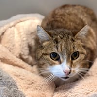 OASIS, chat à adopter