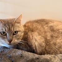 FLEUR, chatte à adopter