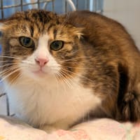 SAHARA, chat à adopter