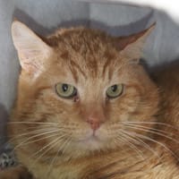 mickey, chat à adopter