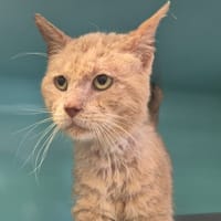 NACHOS, chat à adopter