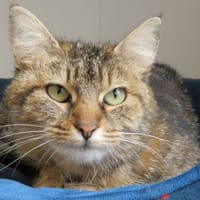 RENA, chatte à adopter