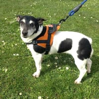 MIAH, chienne à adopter