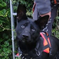 ADES, chien à adopter