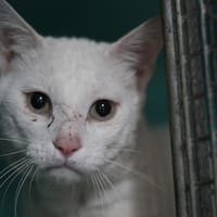 FLOCON, chat à adopter