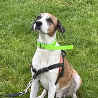 GALION, chien à adopter