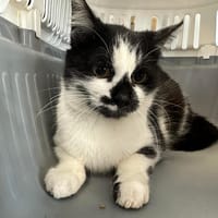 ZORGA, chatte à adopter