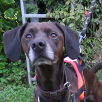 KUZCO, chien à adopter