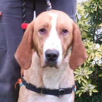 MUSHU, chien à adopter