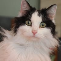 Mimine (Réservée), chatte à adopter