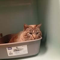 Capucin, chat à adopter