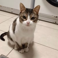 KALINOU, chatte à adopter
