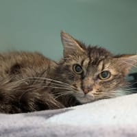 BIGMAC, chat à adopter