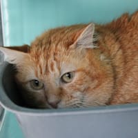 carotte, chat à adopter