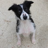 Astra, chienne à adopter