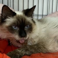 LUCIENNE, chatte à adopter
