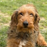 Tika CAA15015, chienne à adopter