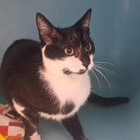 Loriot, chat à adopter