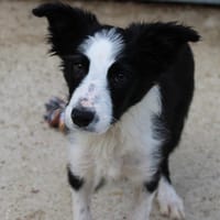 Atchoum, chien à adopter