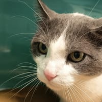 CALLAGHAN C, chat à adopter