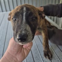 Lascar, chien à adopter