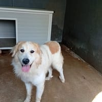SKY, chien à adopter