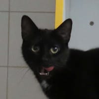 ZAPATA, chatte à adopter