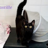 Castille, chatte à adopter