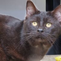 OSCAR, chat à adopter