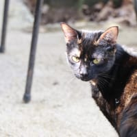 NOISETTE (réservée), chatte à adopter