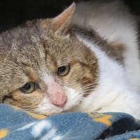 BUFFALO, chat à adopter