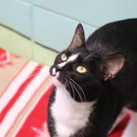 SWAN (réservé), chat à adopter