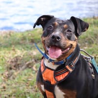 KHIRA, chienne à adopter