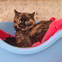 Clarisse, chatte à adopter
