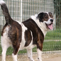 snow, chien à adopter