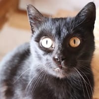 BAGHERA (réservée), chatte à adopter