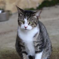 PRUNEAU, chat à adopter