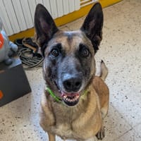 FIFI, chienne à adopter