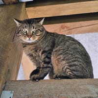 HECTOR, chat à adopter