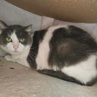 Iris, chatte à adopter