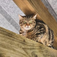 chucky, chatte à adopter