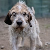 ROCKY, chien à adopter