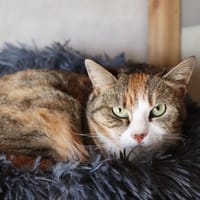 Framboise, chatte à adopter