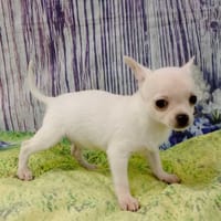 Nalia, minette calme et affectueuse, chienne à adopter