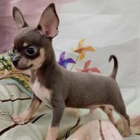 Nestor, Mâle, Chihuahua, chien à adopter