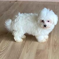 Donna, chiot bichon maltais plein d'énergie, chienne à adopter